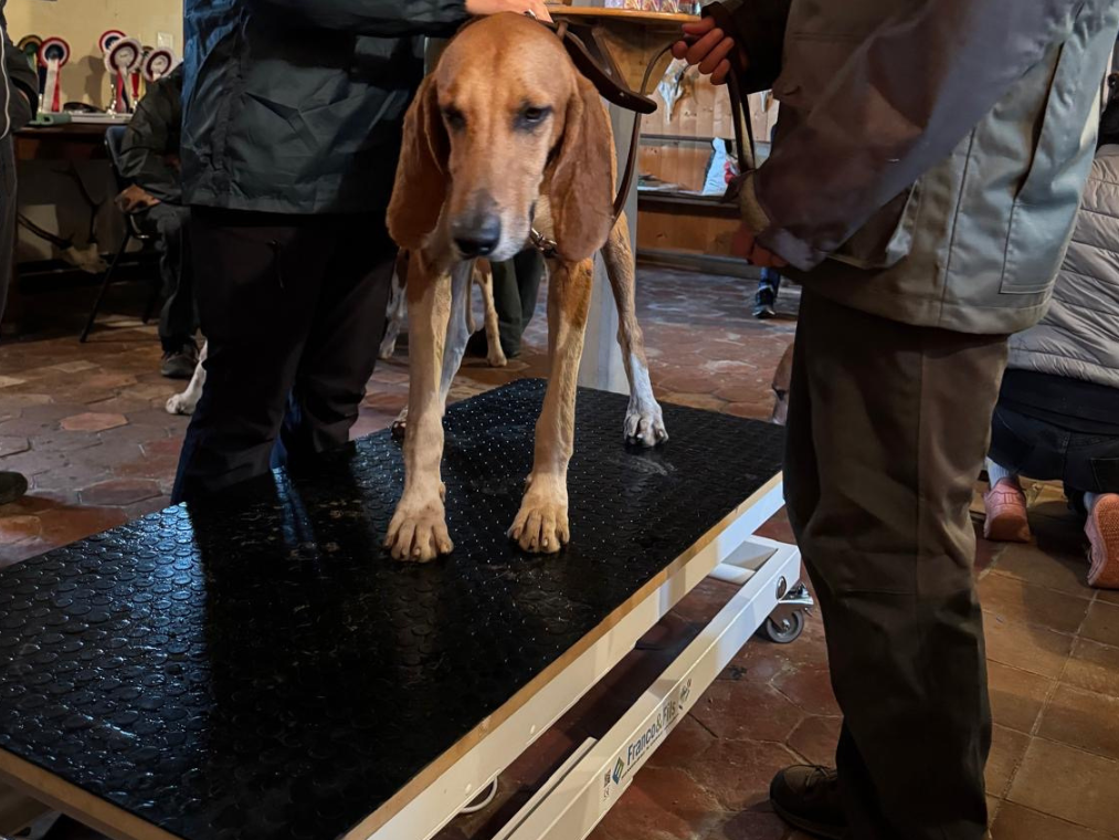 Première table électrique d’Ostéopathie Animale à l’Osteopathy Animal Academy (OAA)